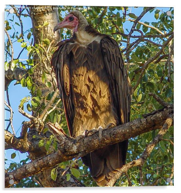 Vulture Acrylic by colin chalkley