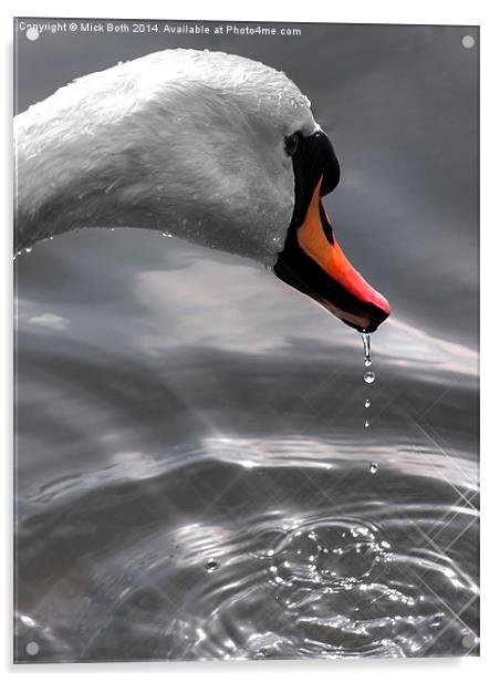 Swans Head Acrylic by Mick Both
