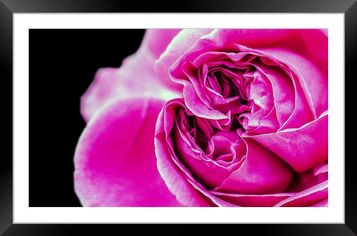 Beauty Framed Mounted Print by Thanet Photos