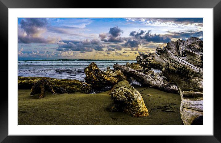 Matapalo Driftwood Framed Mounted Print by Laura Kenny