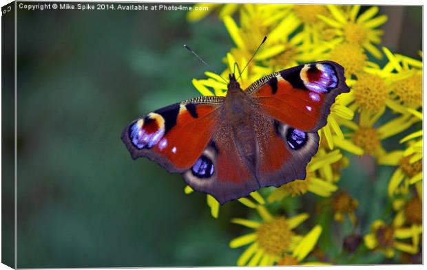Peacock butterfly Canvas Print by Thanet Photos