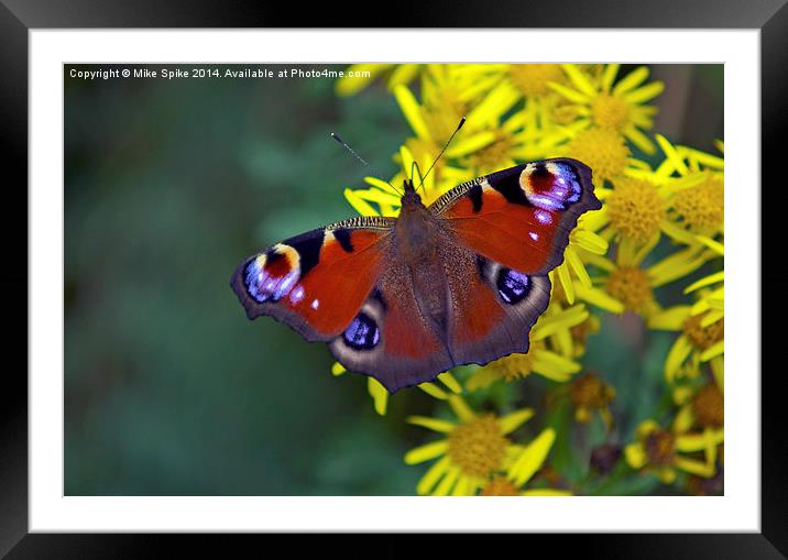 Peacock butterfly Framed Mounted Print by Thanet Photos