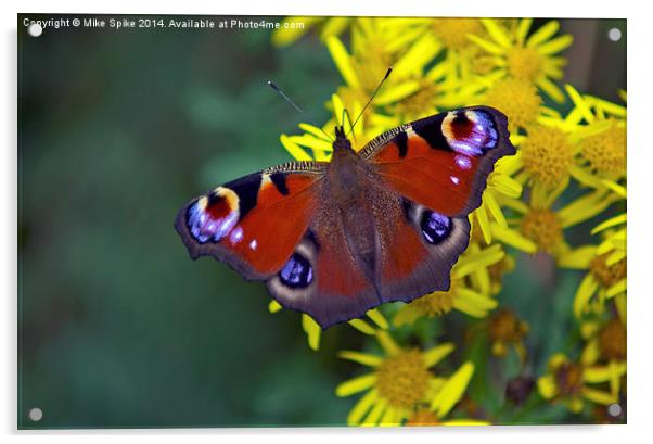 Peacock butterfly Acrylic by Thanet Photos