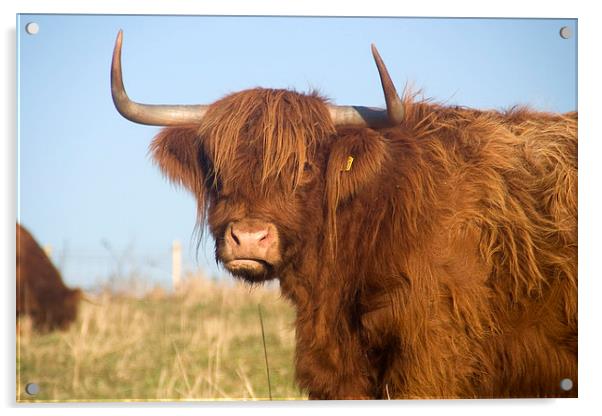 A Highland cow, Highland Cattle Acrylic by Simon Armstrong