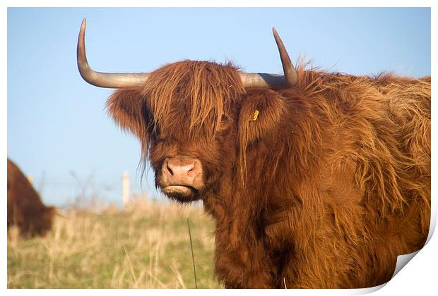 A Highland cow, Highland Cattle Print by Simon Armstrong