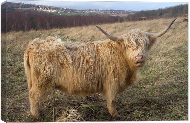 A Highland cow, Highland Cattle Canvas Print by Simon Armstrong