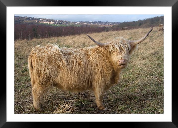 A Highland cow, Highland Cattle Framed Mounted Print by Simon Armstrong
