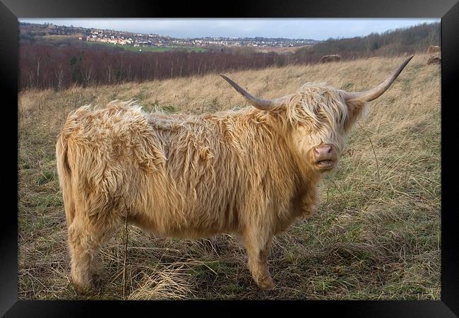 A Highland cow, Highland Cattle Framed Print by Simon Armstrong