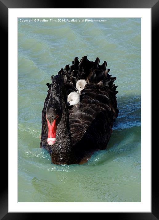 Swan Family Framed Mounted Print by Pauline Tims