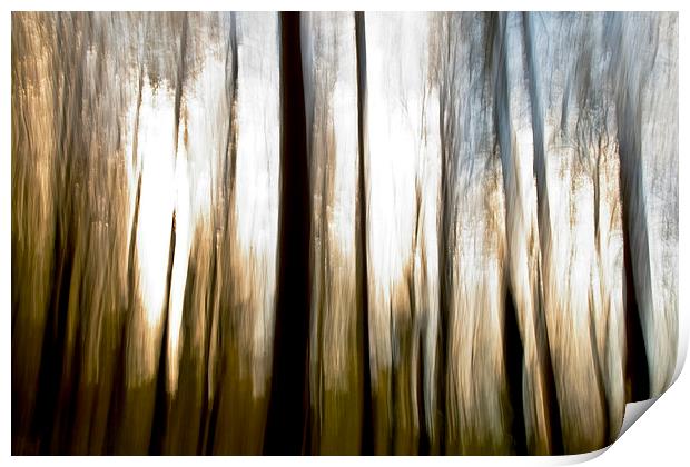 Forest Abstract Print by Paul Walker