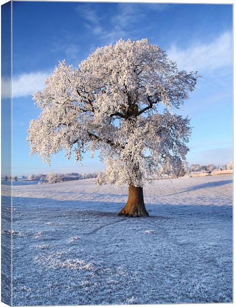 Frozen Winter Tree Canvas Print by James Meacock