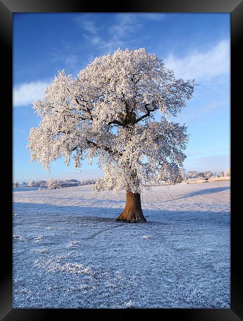 Frozen Winter Tree Framed Print by James Meacock