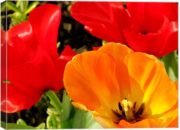 Red and yellow tulips Canvas Print by Jonathan Pankhurst