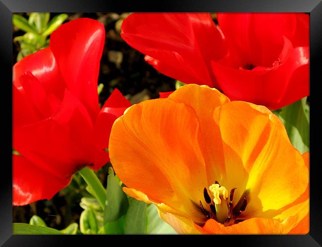 Red and yellow tulips Framed Print by Jonathan Pankhurst