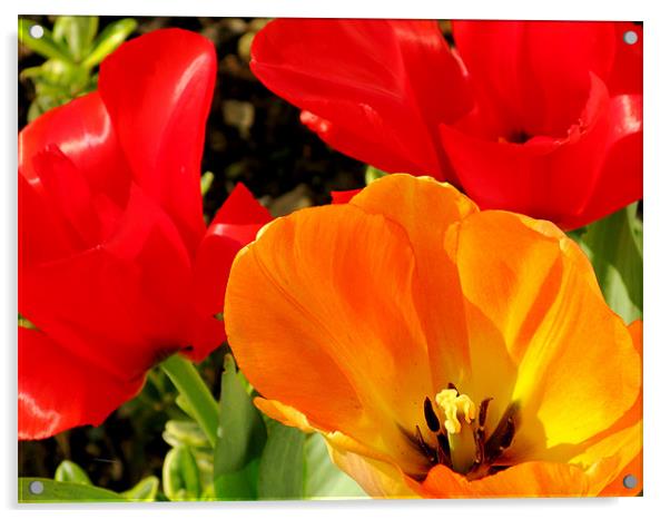 Red and yellow tulips Acrylic by Jonathan Pankhurst