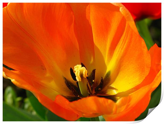 Orange tulip Print by Jonathan Pankhurst