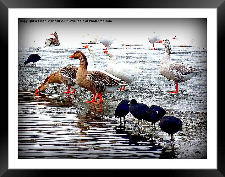 Frozen Boating Lake. Framed Mounted Print by Lilian Marshall