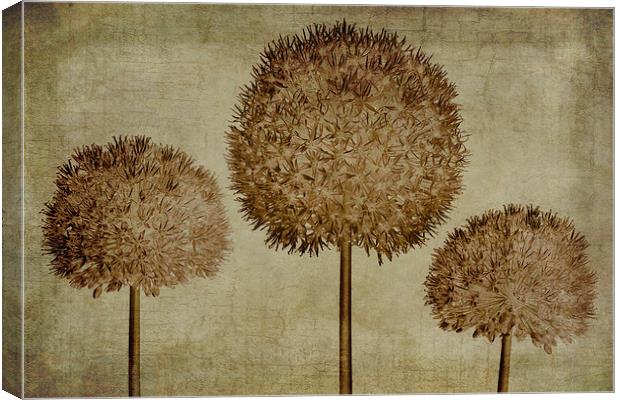 Allium hollandicum sepia textures Canvas Print by John Edwards