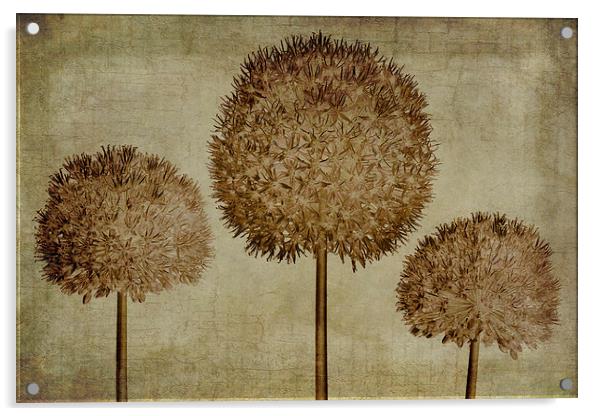 Allium hollandicum sepia textures Acrylic by John Edwards
