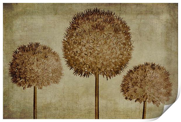 Allium hollandicum sepia textures Print by John Edwards