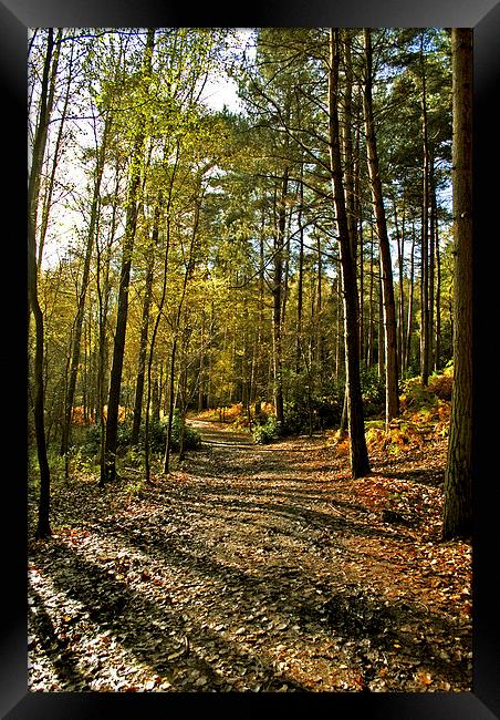 Rushmere in the Aurumn Framed Print by graham young