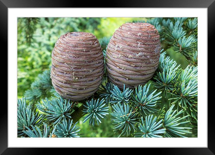 Pine Cones Framed Mounted Print by John B Walker LRPS