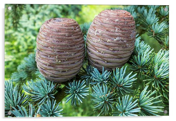 Pine Cones Acrylic by John B Walker LRPS