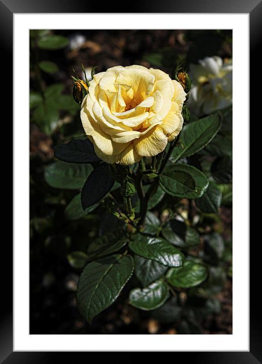 Yellow Rose Framed Mounted Print by Matthew Bates