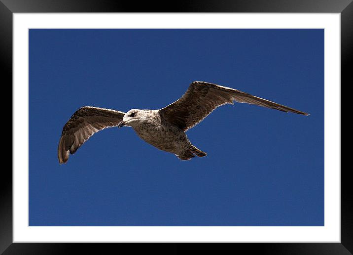 Young Seagull Framed Mounted Print by Matthew Bates