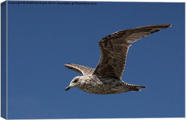 Young Seagull Canvas Print by Matthew Bates