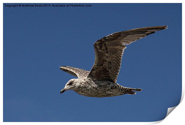Young Seagull Print by Matthew Bates