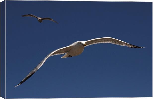 Seagull Prowling Canvas Print by Matthew Bates