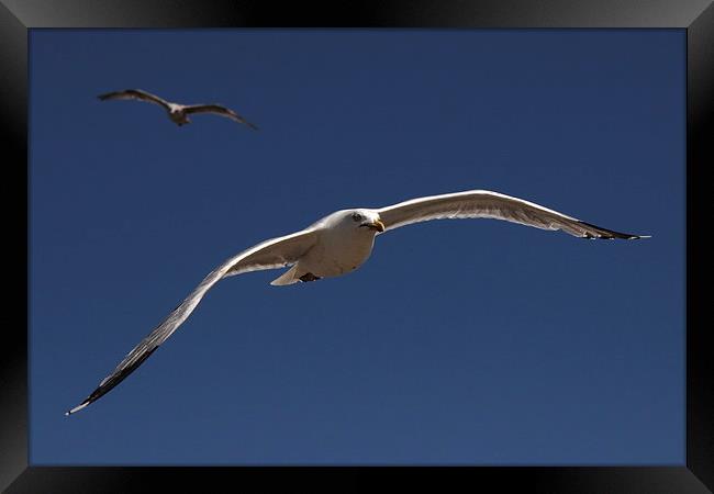 Seagull Prowling Framed Print by Matthew Bates