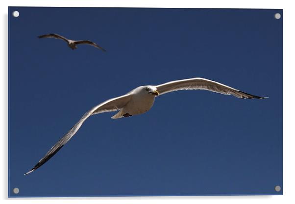 Seagull Prowling Acrylic by Matthew Bates
