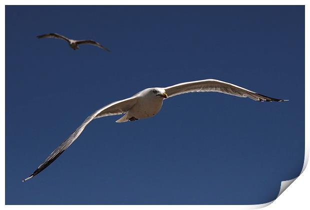 Seagull Prowling Print by Matthew Bates
