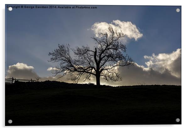 Yorkshire Tree Acrylic by George Davidson
