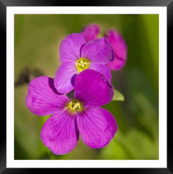 pink flowers Framed Mounted Print by Dave Holt