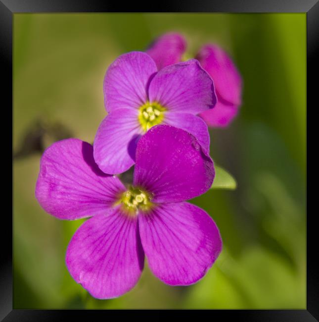 pink flowers Framed Print by Dave Holt