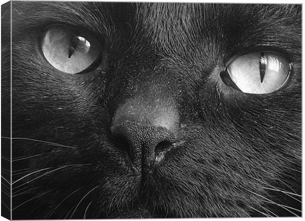 Tequinha - Black Cat Face Canvas Print by Terry Lee