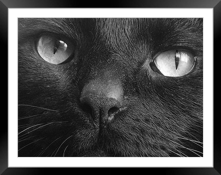 Tequinha - Black Cat Face Framed Mounted Print by Terry Lee