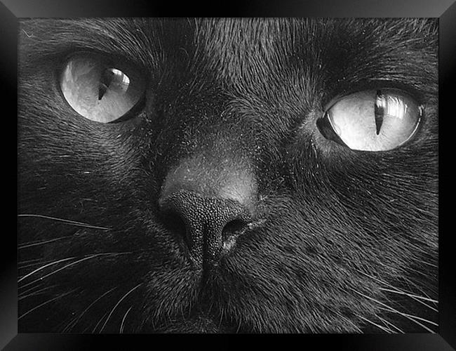 Tequinha - Black Cat Face Framed Print by Terry Lee