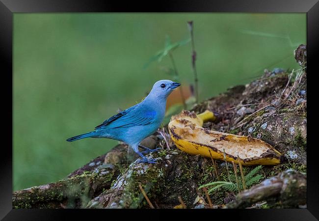 blue gray tanager Framed Print by Craig Lapsley