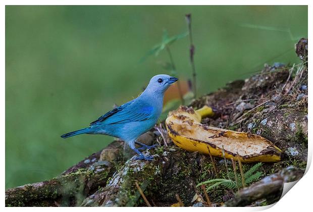 blue gray tanager Print by Craig Lapsley