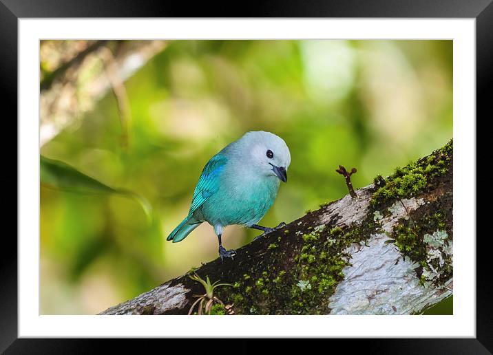 blue gray tanager on a branch Framed Mounted Print by Craig Lapsley
