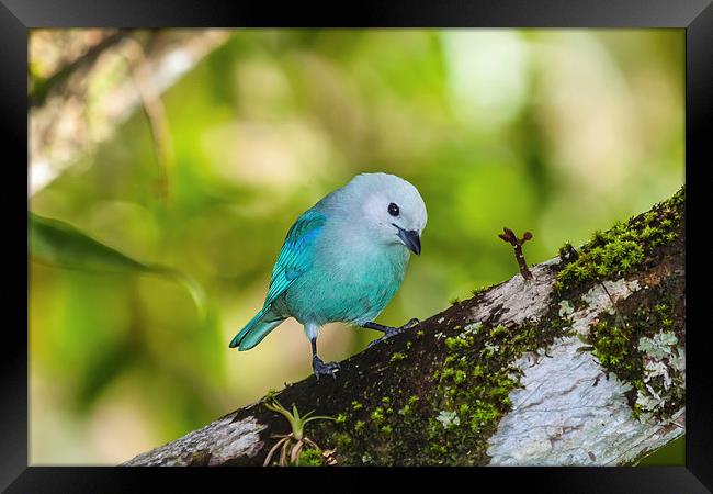 blue gray tanager on a branch Framed Print by Craig Lapsley