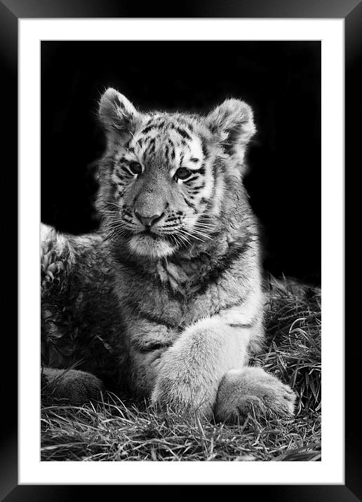 Arina the Tiger Cub Framed Mounted Print by Selena Chambers