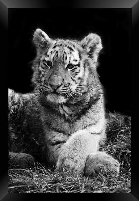 Arina the Tiger Cub Framed Print by Selena Chambers