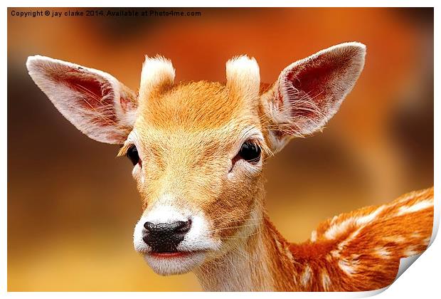 deer Print by jay clarke