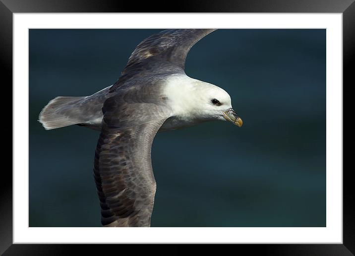 The Gliding Fulmar Framed Mounted Print by Mark Medcalf
