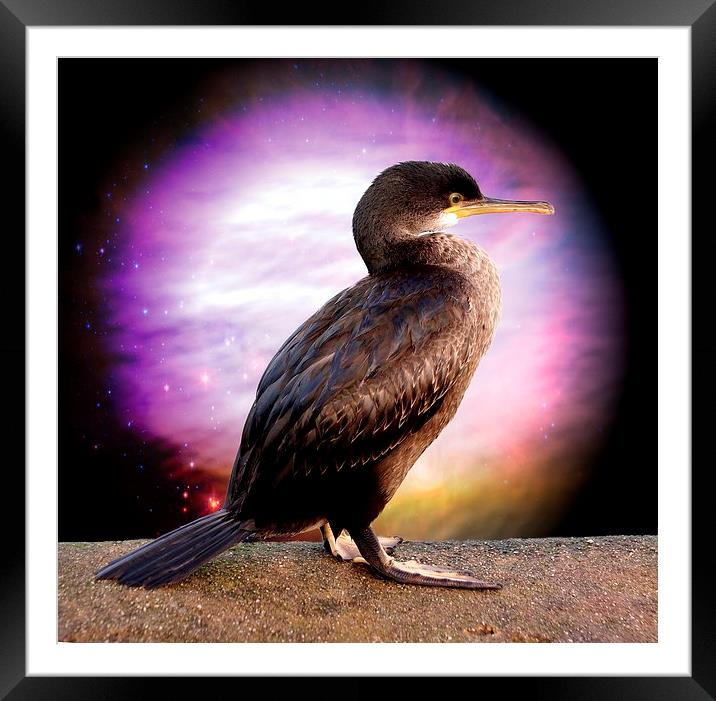 Shag by JCstudios Framed Mounted Print by JC studios LRPS ARPS